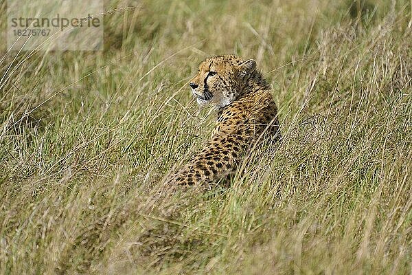 Gepard (acinonyx jubatus)  liegt im Gras  Masai Mara National Reserve  Kenia  Afrika