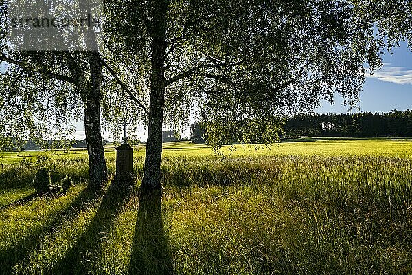 Birken (Betula) mit Feldkreuz im Gegenlicht  Krumbach  Schwaben  Bayern  Deutschland  Europa