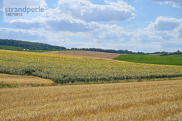 Blühendes Sonnenblumenfeld im Sommer  Würzburg  Franken  Bayern  Deutschland  Europa