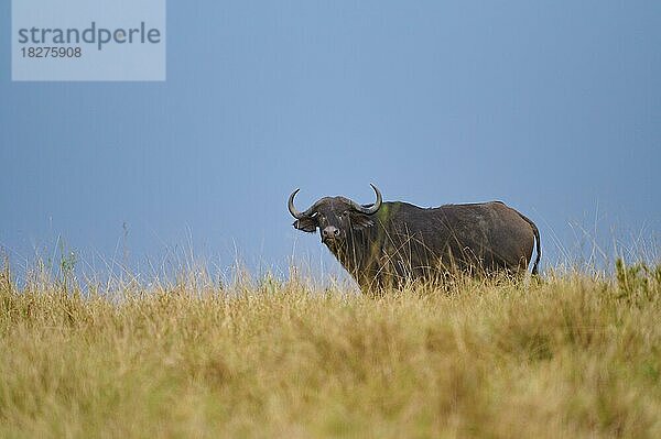 Kaffernbüffel (syncerus caffer)  steht in der Savanne  Masai Mara National Reserve  Kenia  Afrika