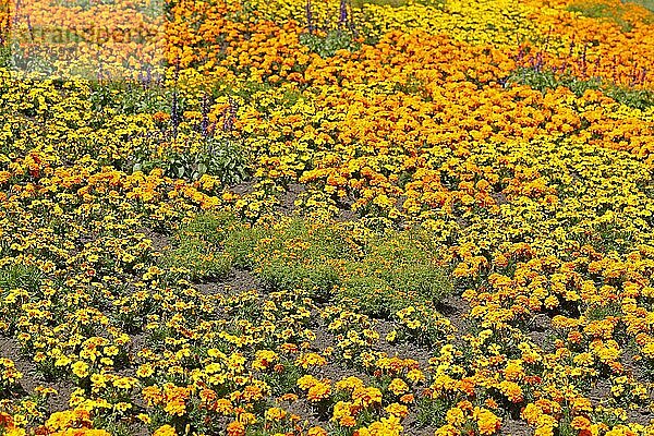 Gelbe Ringelblumen auf einem Blumenbbet  Deutschland  Europa