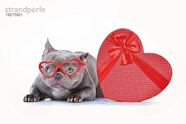 Französische Bulldogge Hund trägt rote herzförmige Valentinstag Brille mit Geschenk-Box auf weißem Hintergrund