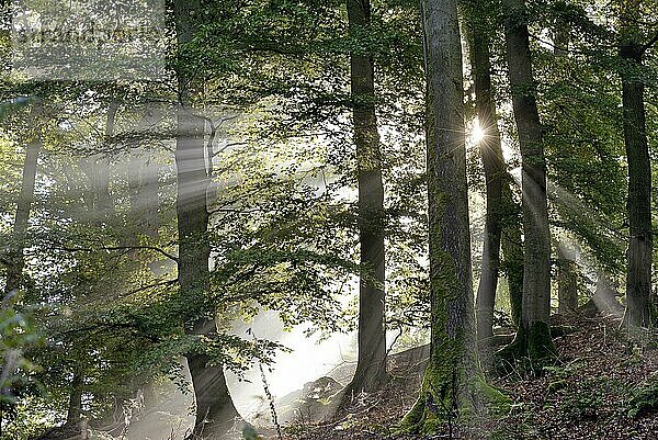 Laubwald  Rotbuchen (Fagus sylvatica) im Nebel von Sonnenstrahlen durchflutet  Sonnenstern  Naturpark Diemelsee  Hessen  Deutschland  Europa