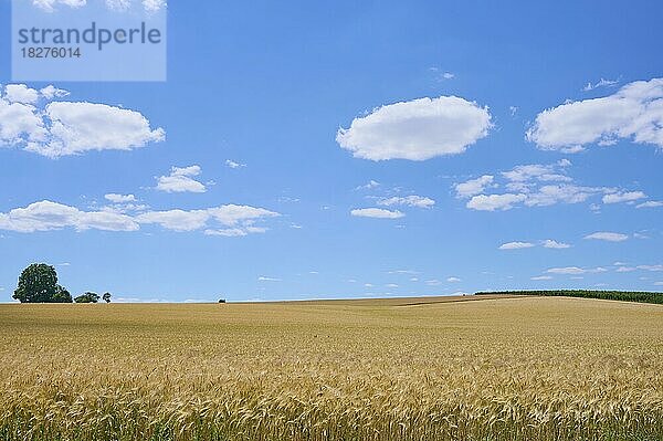 Landschaft mit Gerstenfeld im Sommer  Großheubach  Miltenberg  Untermain  Spessart  Franken  Bayern  Deutschland  Europa