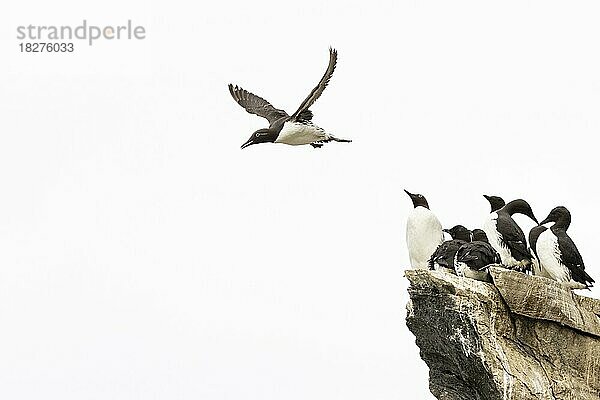 Trottellumme (Uria aalge) im Flug über Brutkolonie  Insel Hornøya  Vardø  Varanger  Finnmark  Norwegen  Europa