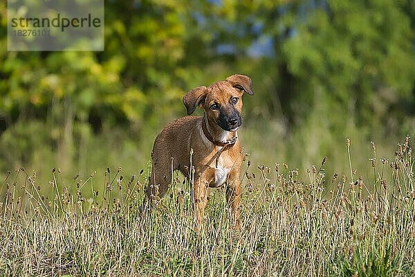 Ein süßer brauner Mischlingshund  ein Welpe  steht im Gras und schaut in die Kamera