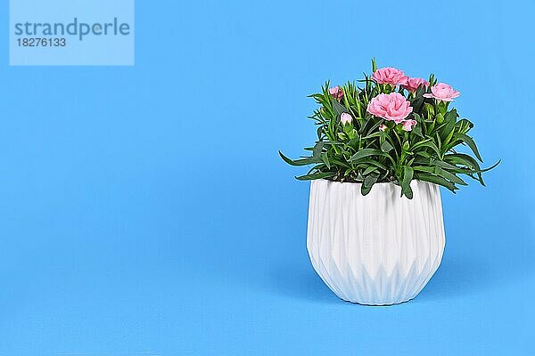 Nelke (Dianthus) Blumen im Topf auf blauem Hintergrund