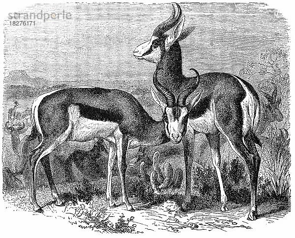 Springbock  Antilope euchore  Historisch  digital restaurierte Reproduktion von einer Vorlage aus dem 18. Jahrhundert