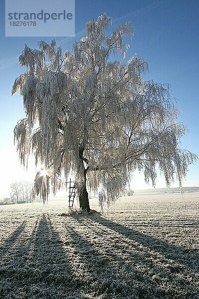 Birke (Betula) im Raureif und Gegenlicht  Allgäu  Bayern  Deutschland  Europa