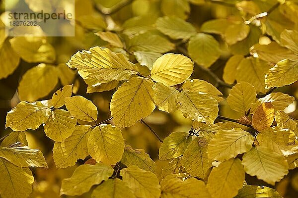 Herbstlich verfärbte Blätter einer Hainbuche (Carpinus betulus) im Gegenlicht  Bayern  Deutschland  Europa