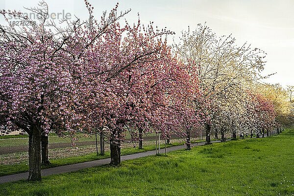 Eine schöne Allee mit blühenden rosa und weißen Kirschbäumen im Frühling in der Abendsonne  Rhein-Neckar-Region  Baden-Württemberg  Deutschland  Europa