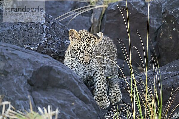 Leopard (Pathera pardus) Jungtier  Kenia  Afrika