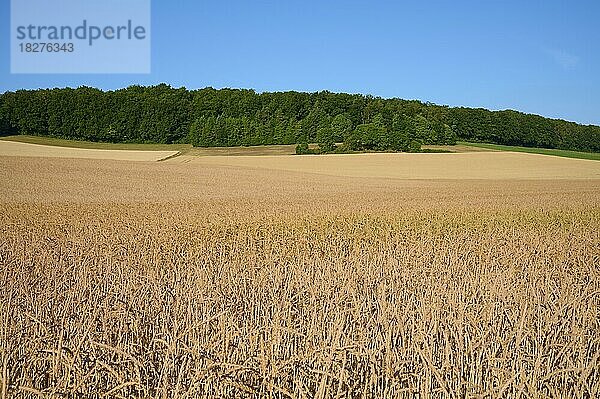 Dinkelfeld im Sommer  Würzburg  Franken  Bayern  Deutschland  Europa