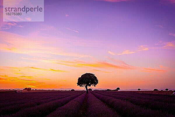 Silhouette eines Baumes bei Sonnenuntergang in einem Lavendelfeld  Brihuega. Guadalajara. mit einem schönen Himmel