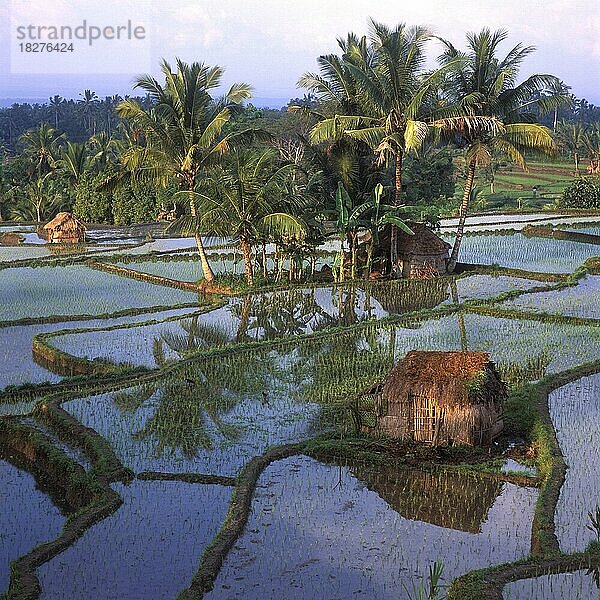 Wassergefüllte Reisterrassen bei Bakas  Bali  Indonesien  Asien