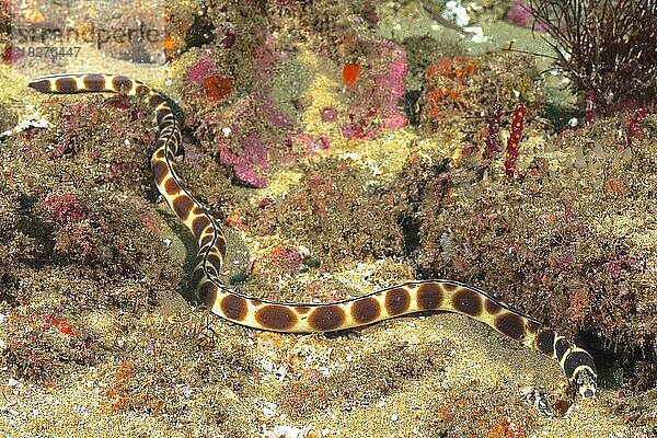 Flecken-Schlangenaal (Myrichthys maculosus)  Schlangenaal. Tauchplatz Aliwal Shoal  Umkomaas  KwaZulu Natal  Südafrika