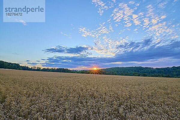 Flachsfeld  Sonnenuntergang  Sonne  Sommer  Reichartshausen  Amorbach  Odenwald  Bayern  Deutschland  Europa