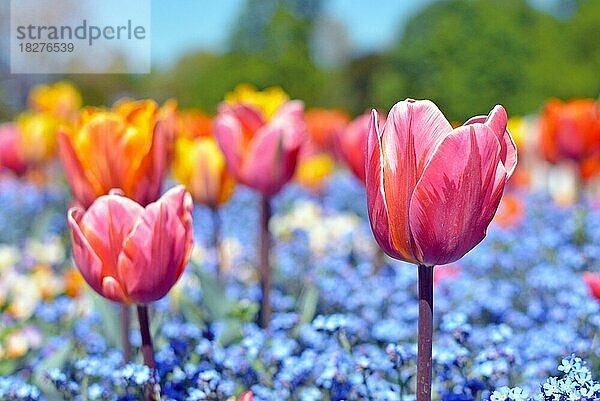 Schöne rosa Tulpe in der Mitte des Feldes mit bunten blauen Frühlingsblumen auf unscharfen Hintergrund