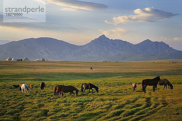 Weidende Pferde in der Steppe bei Sonnenuntergang  Song Kol See  Provinz Naryn  Kirgisistan
