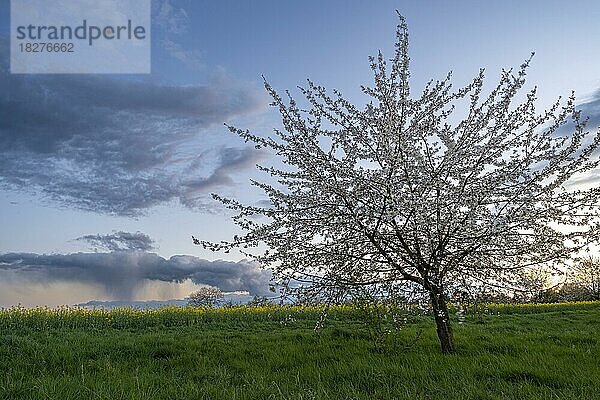 Ein weiß blühender Kirschbaum im Frühling am Abend bei Sonnenuntergang  ein Rapsfeld im Hintergrund  blauer Himmel mit einzelnen Wolken  Rhein-Neckar-Kreis  Baden-Württemberg  Deutschland  Europa