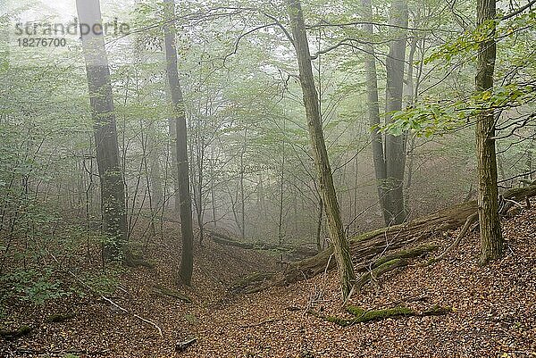 Laubwald  Rotbuchen (Fagus sylvatica) und Hainbuchen (Carpinus betulus) im Nebel  Naturpark Diemelsee  Hessen  Deutschland  Europa