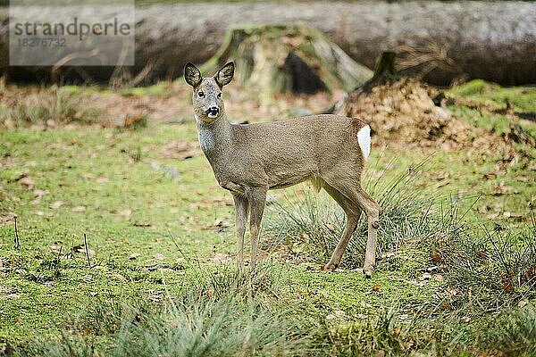 Reh (Capreolus capreolus) in einem Wald  Bayern  Deutschland  Europa