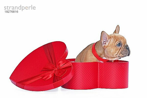 Red fawn Französisch Bulldog Hundewelpe in Valentinstag Geschenk-Box in Form von roten Herzen auf weißem Hintergrund