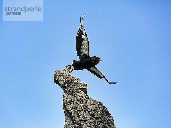 Gaukler (Terathopius ecaudatus)  captive  Schlangenadler  Bateleur Eagle fliegt am blauen Himmel  Flugschau im Vogelpark  Adlerwarte Berlebeck  Detmold  Nordrhein-Westfalen  Deutschland  Europa