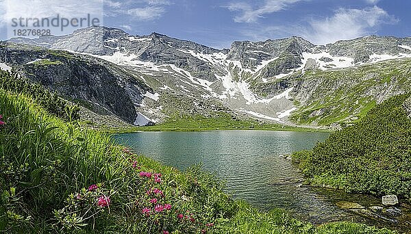 Bergsee mit Almrosen und Bergen  oberer Rotgüldensee  Hohe Tauern  Muhr  Lungau  Salzburg