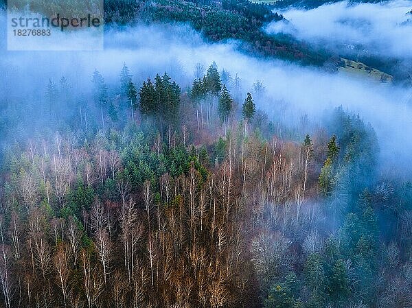 Baumspitzen bei Nebel in der blauen Stunde  Calw  Schwarzwald  Deutschland  Europa