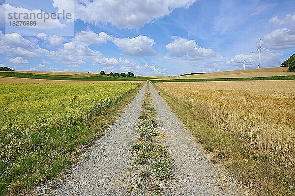 Schotterweg mit Gerstenfeld und Windrädern im Sommer  Würzburg  Franken  Bayern  Deutschland  Europa