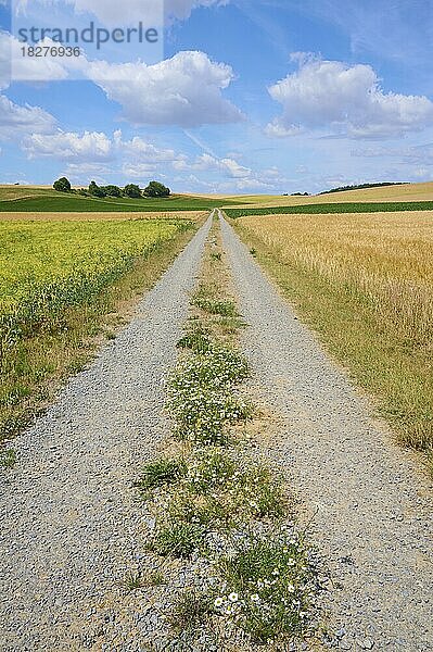 Schotterweg mit Gerstenfeld und Windrädern im Sommer  Würzburg  Franken  Bayern  Deutschland  Europa