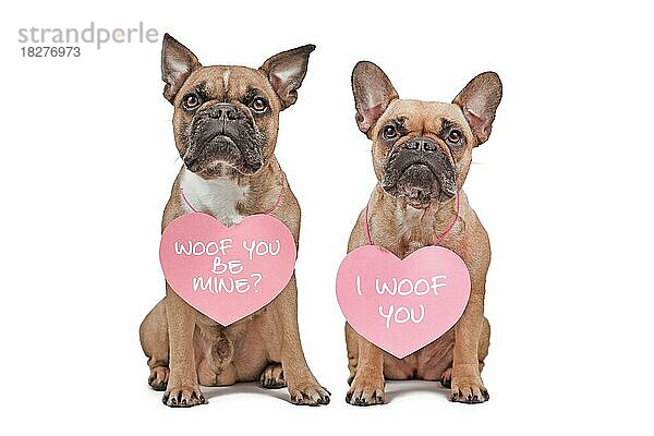 Französische Bulldoggen mit Herzen zum Valentinstag mit dem Text I woof you und Will you be mine um den Hals auf weißem Hintergrund