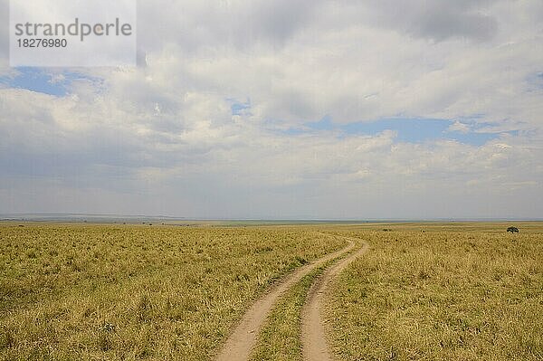 Savannenlandschaft mit Weg und Wolkenhimmel  Masai Mara National Reserve  Kenia  Afrika