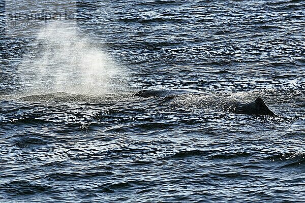 Pottwal (Physeter macrocephalus) schwimmt vor der Küste von Andenes  Insel Andøya  Vesterålen  Nordnorwegen  Norwegen  Europa