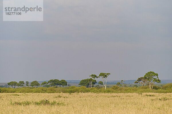 Savannenlandschaft mit Bäumen  Masai Mara National Reserve  Kenia  Afrika