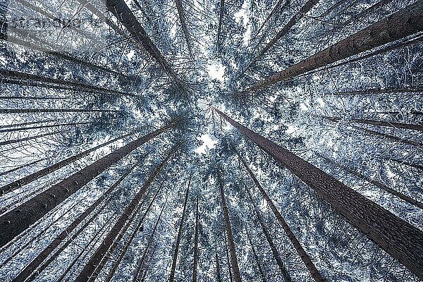 Blick nach oben im Wald  Unterhaugstett  Schwarzwald  Deutschland  Europa