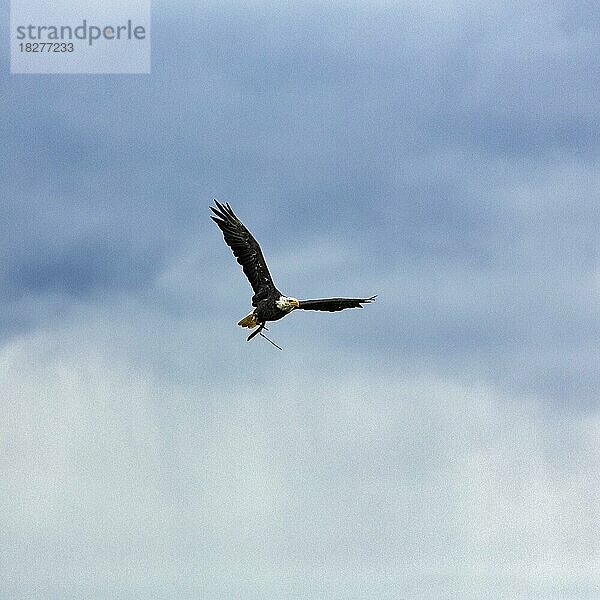 Weißkopfseeadler (Haliaeetus leucocephalus) fliegt am Wolkenhimmel  Falknerei im Wildpark Neuhaus  Neuhaus im Solling  Naturpark Solling-Vogler  Niedersachsen  Deutschland  Europa