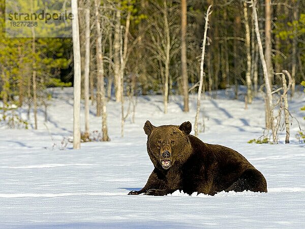 Europäischer Braunbär (Ursus arctos) ruht im Schnee  Waldrand  Nordostfinnland  Region Kuhmo  Finnland  Europa
