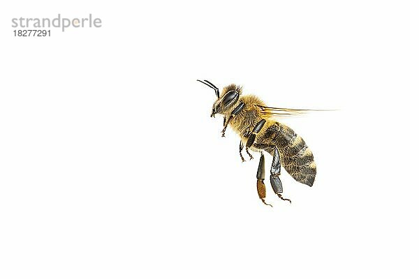 Honigbiene (Apis mellifera)  Insekt  freigestellter Hintergrund  Vechta  Niedersachsen  Deutschland  Europa