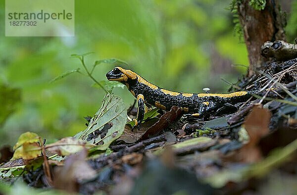 Feuersalamander (Salamandra salamandra) im Lebensraum Wald  Hessen  Deutschland  Europa