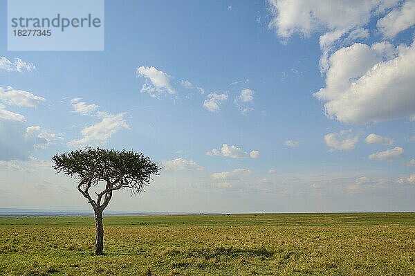 Schirmakazie (Acacia tortilis)  mit Wolkenhimmel  Masai Mara National Reserve  Kenia  Afrika