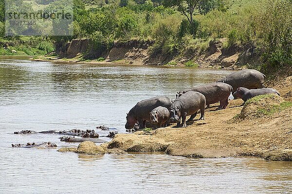 Nilpferde (Hippopotamus amphibius)  Gruppe am Mara Fluss  Masai Mara National Reserve  Kenia  Afrika