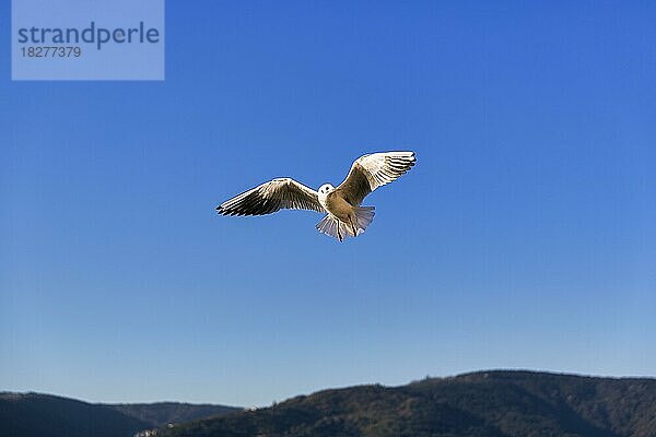 Lachmöwe (Chroicocephalus ridibundus) fliegt am blauen Himmel  Anadolu Kava??  Istanbul  asiatischer Teil  Provinz Istanbul  Türkei  Asien