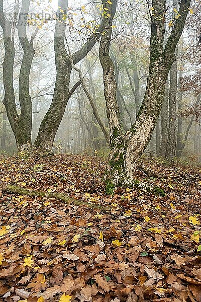 Herbstlicher Wald mit Nebel und abgefallenen Blättern am Waldboden
