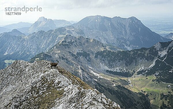 Gemse  Tannheimer Bergen  Allgäuer Alpen  Tirol  Österreich  Europa