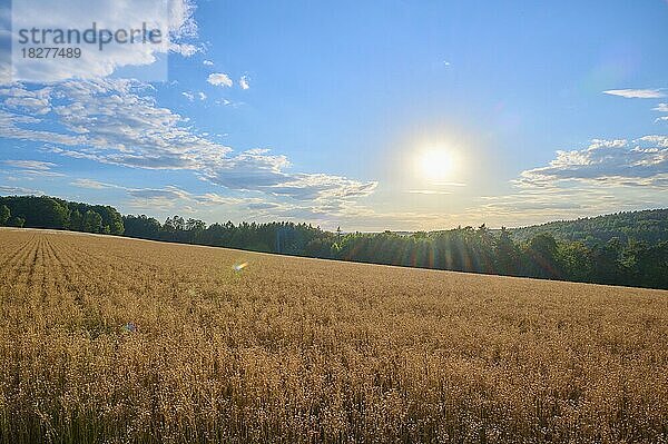 Flachsfeld  Sonnenuntergang  Sommer  Reichartshausen  Amorbach  Odenwald  Bayern  Deutschland  Europa