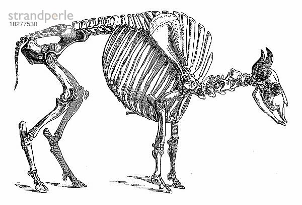 Skelett des Wisent (Bos bonasus) oder Europäische Bison  Bison bonasus  Historisch  digital restaurierte Reproduktion von einer Vorlage aus dem 18. Jahrhundert