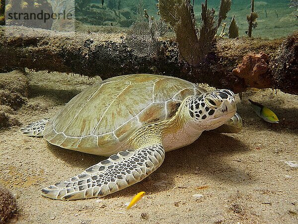 Echte Karettschildkröte (Eretmochelys imbricata imbricata) auf dem Wrack der Benwood. Tauchplatz John Pennekamp Coral Reef State Park  Key Largo  Florida Keys  Florida  USA  Nordamerika