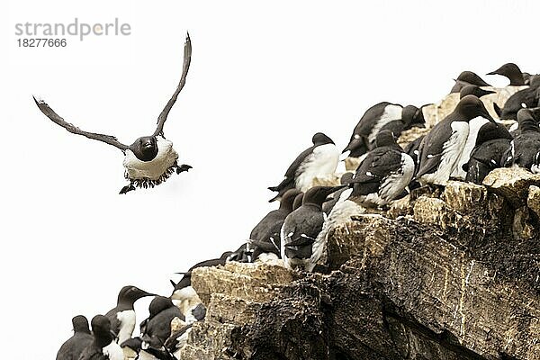 Trottellumme (Uria aalge) im Flug an Brutkolonie  Insel Hornøya  Vardø  Varanger  Finnmark  Norwegen  Europa